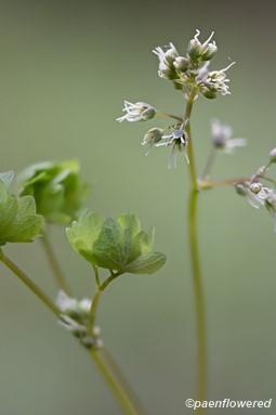 Female flowers